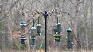 Raccoon Buster Guardian Pole System