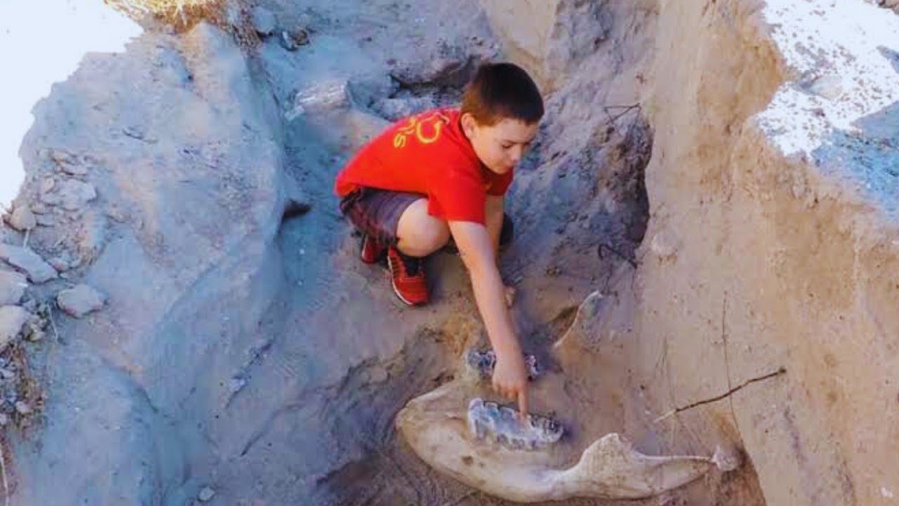 Boy Finds 1.2 Million Year Old Stegomastodon By Casually Tripping Over It