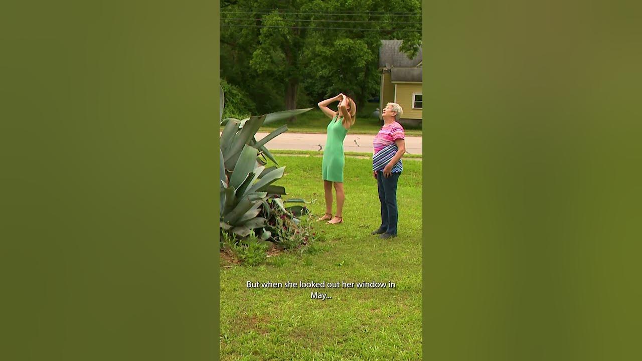 Rare plant gets ready to bloom after 36 years