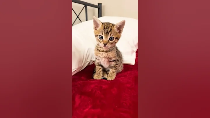 Watch the video about Kittens being cute #shorts
