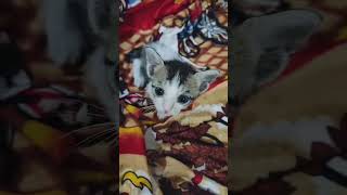 #jimmy #cat #kitten #1monthbaby #baby  #babu