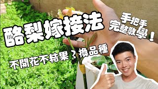 酪梨不開花？酪梨嫁接完整教學 拯救你的青春 | 手把手從選擇接穗到完整嫁接 | 一隻影片搞懂酪梨換品種 | avocado plant| 牛油果嫁接教學 | 紅龍兄有賣酪梨