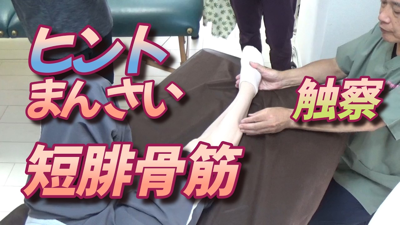 ヒントまんさい、短腓骨筋の触察（小川隆之）／オープンパス・メソッド®／ボディワーク