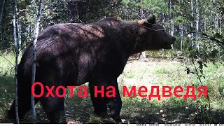 охота на медведя 2022г