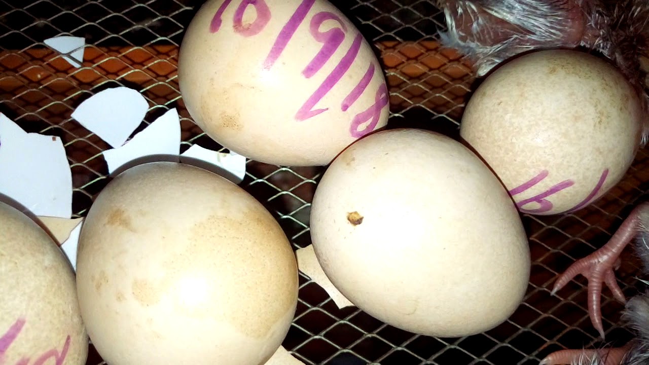 Perfectly worked Kerosene Lantern Incubator YouTube