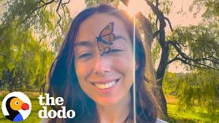 Butterfly With A Torn Wing Asks Woman For Help | The Dodo