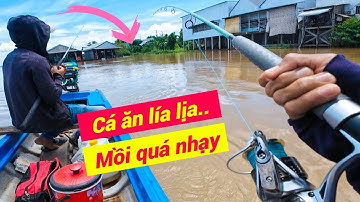 Câu Cá Basa Ven Sông Bằng Bài Mồi Gia Truyền Cực Hiệu Quả.