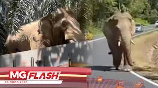 Sah Itu Sulong Chalil, Perhilitan Pantau Gajah Jantan “Pulang Ke Gagang” #MGFlash
