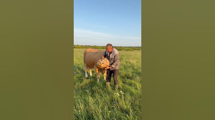 Щось не подобається їй #villagelife #diy #pig #cow #farm #animals #farming #village #animal