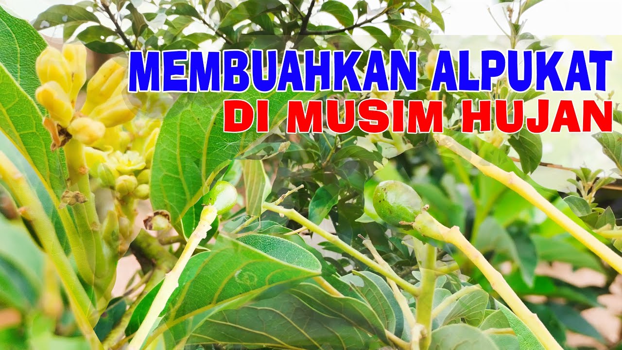 MEMBUAHKAN ALPUKAT DIMUSIM PENGHUJAN