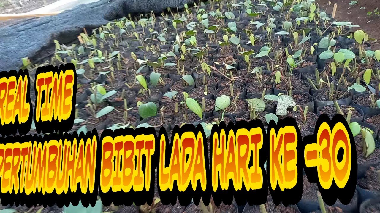REAL TIME HARI KE - 30 PERTUMBUHAN BIBIT LADA