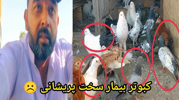 Watch the video about Bimar Kabootaru Ne Parshan Kar Dia ☹️ Pets Vlog | Birds Vlog | HQ Pets Vlog !