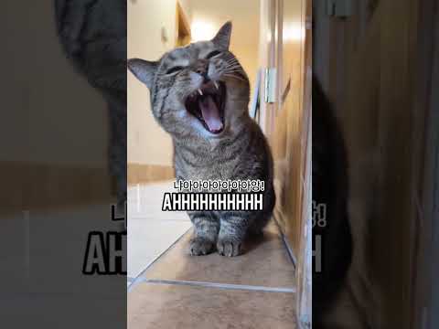 The scream of
