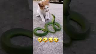 Cat vs snake | funny fight video #shorts #shortfeeds #cat