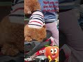 NGỒI NGOAN SAU XE gọn hơ như em bé thấy cưng quá hà #Tú Vân Happy Cooking #dog #pets #animals