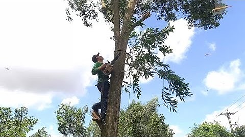 hai anh thợ cưa hạ hai cây tràm bông vàng rất to ở cầu vượt lò gạch tri tôn an giang