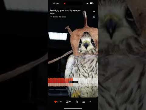 دبي حلوه وانا احبها