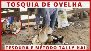 TOSQUIA DE OVINOS Método TALLY HI e TOSQUIA DE OVELHAS com TESOURA