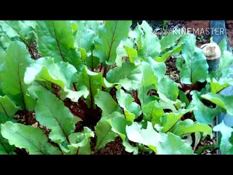Vídeo: Cultivo De Acelga - Salada De Beterraba