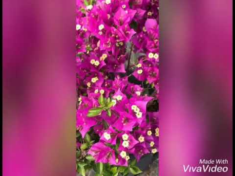 Video: Kara Karaca Ot (23 Fotoğraf): çiçeğin Tanımı, Dikim Ve Bakım, üreme önerileri. 