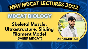 Skeletal Muscle, Ultrastructure, Sliding Filament Model And Anatomy of Muscle Fiber