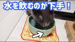 お水を飲むのが下手な猫 - My cat is so clumsy with drinking water -