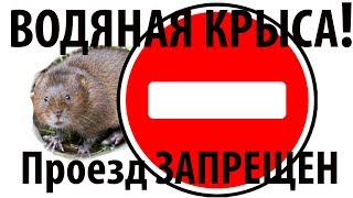 ВНИМАНИЕ НАШЕСТВИЕ Водяной крысы ВНИМАНИЕ НАШЕСТВИЕ Водяной крысы
