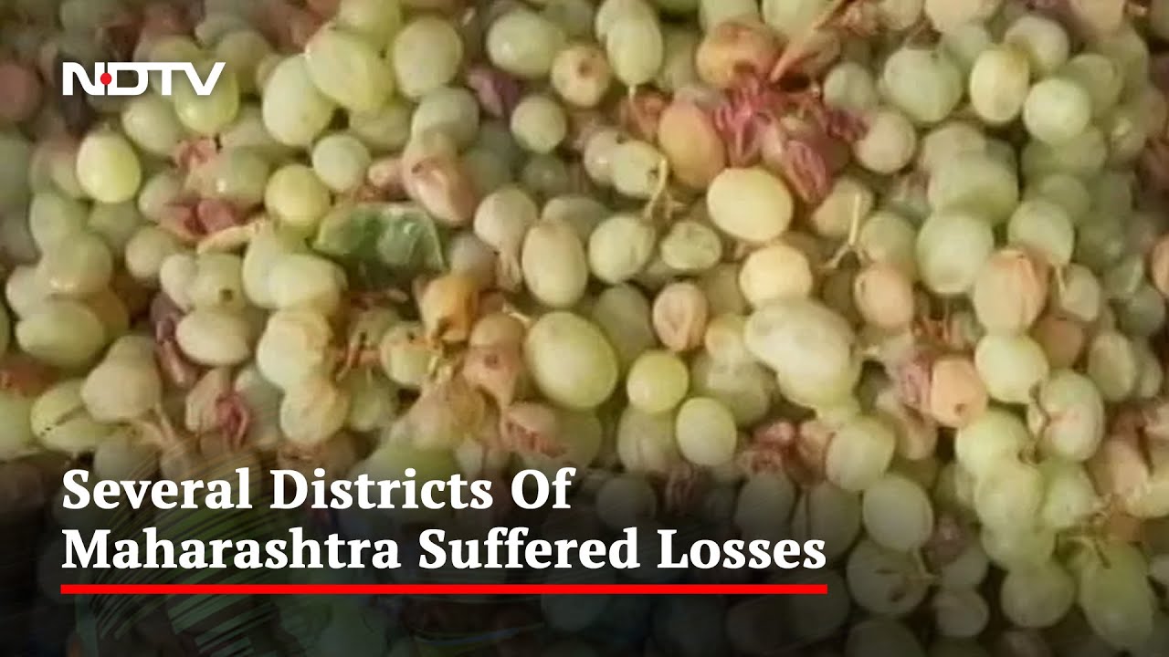 Crops Damaged In Maharashtra After Unseasonal Rains - YouTube