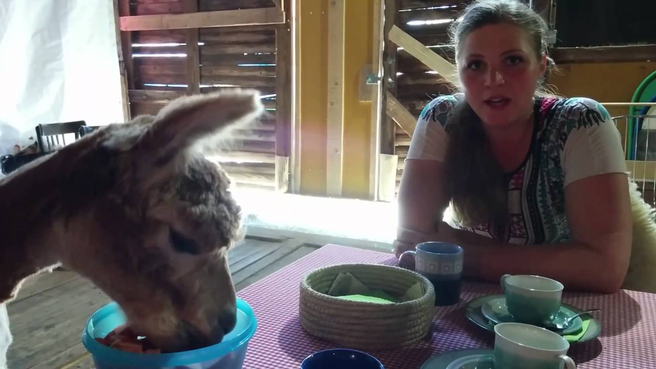 Alpakkatila Humiseva Harju, Ahlainen