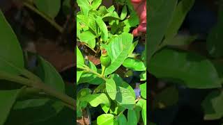 8-10 इंच के गमलों में कईं किलो अमरूद ले सकते हैं अब अपने घर || Pink Taiwan Guava for your Garden 🪴