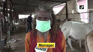 Cowshed in Agra face shortage of fodder supply amid COVID crisis