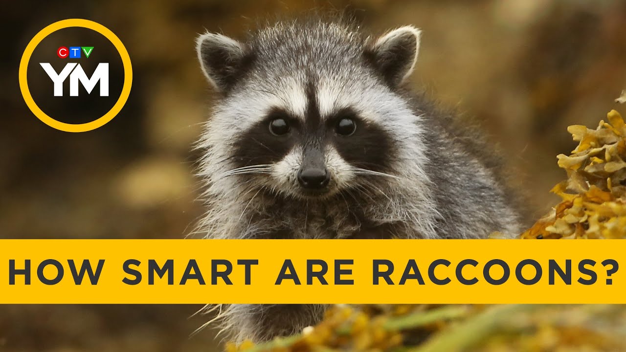How smart are raccoons? | Your Morning - YouTube