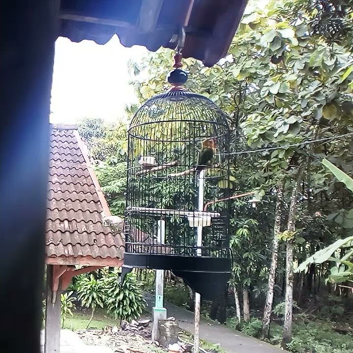 Suara Lovebird Paud Umur 2 bulan