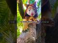 🤯 Mind. Blown. The ultimate climber is a kangaroo! #treekangaroo #kangaroo #shorts #animals #viral