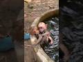 Baby monkey learning to swim #monkeybaby #swim #animals #funny