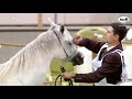 N 42 mayasa al asayel   1st qatar arabian horse show local bred