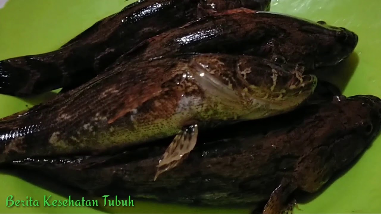 Terungkap!! Berbagi 10 Manfaat dan Khasiat Ikan Betutu untuk Kesehatan