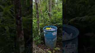 4142026 Mus Saib Dej Tsaws Tsag Or Water Falls Bali Indonesia