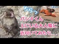 パンチくん❤️大人猿に近づいてみたら... / オランママにチュー💋