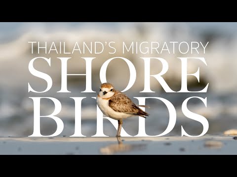 Thailand's Migratory Shorebirds