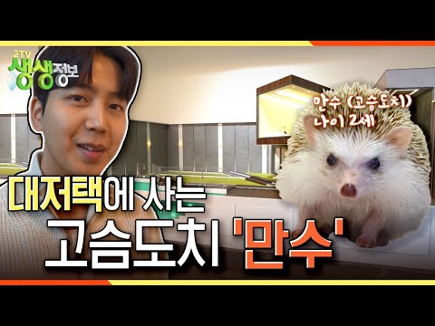 [2TV 생생정보] 수영장과 스파까지 딸린 대저택에 사는 고슴도치 &amp;#39;만수&amp;#39; KBS 221202 방송