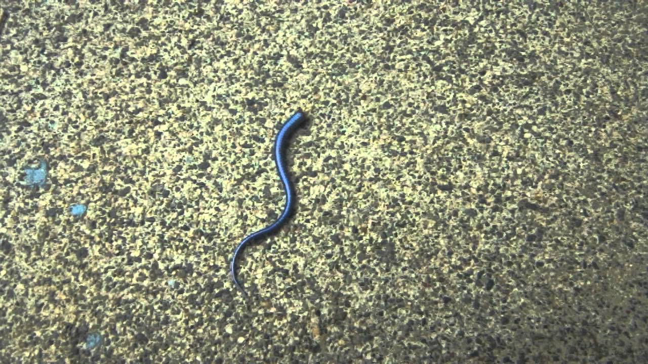 トカゲのしっぽ - YouTube