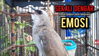 trucukan gacor ROPEL PANJANG buat pancingan trucukan agar bunyi jadikan burung trucuk gacor NYAUT