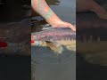 FANGHELICE 130 x GIANT SNAKEHEAD