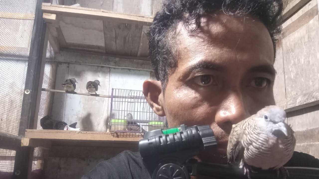 Live. perkutut Lokal Randublatung Blora