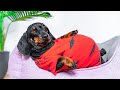 Fat and fatter! Cute & funny dachshund dog video!