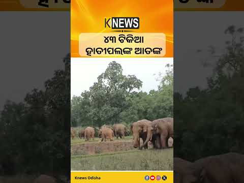 ଯୋଡ଼ା: ୪୩ ଟିକିଆ ହାତୀପଲଙ୍କ ଆତଙ୍କ #knewsodisha