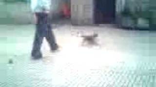 Golfo jugando al futbol parte 1