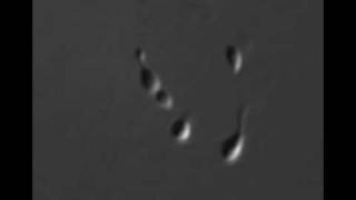 Hyphomonas Neptunium Division