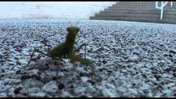 Psycho - System of a Down Music Video (Unofficial)